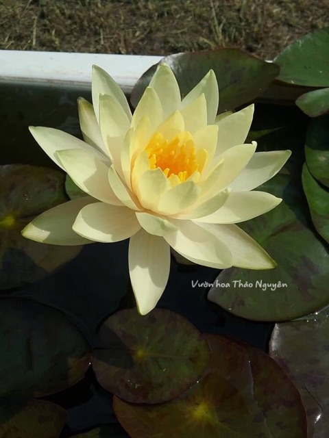 Combo 4 cây Hoa súng Thái Lan