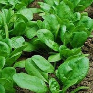 Hạt giống cải bó xôi