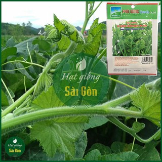 Hạt Giống Bí Ngọn Siêu Đọt 20gr