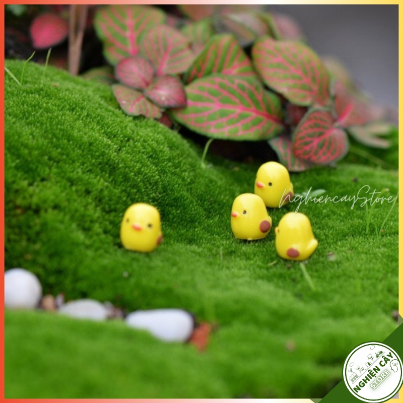 Combo 100 Gà con trang trí tiểu cảnh, cây cảnh, sen đá