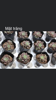 Sen đá nhỏ 3-5cm
