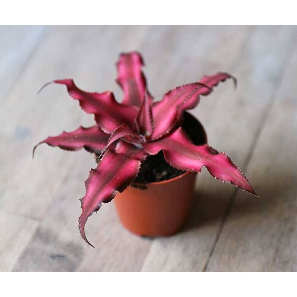 Cây giống Cryptanthus bivittatus Red Star (Dứa Cảnh Sao Đỏ) chậu nhựa