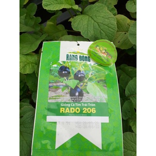 Gói 0,5 Gr Hạt Giống Cà Tím Trái Tròn Rado 206 Rạng Đông, Kháng Bệnh tốt, Trồng quanh Năm, Năng Suất Cao