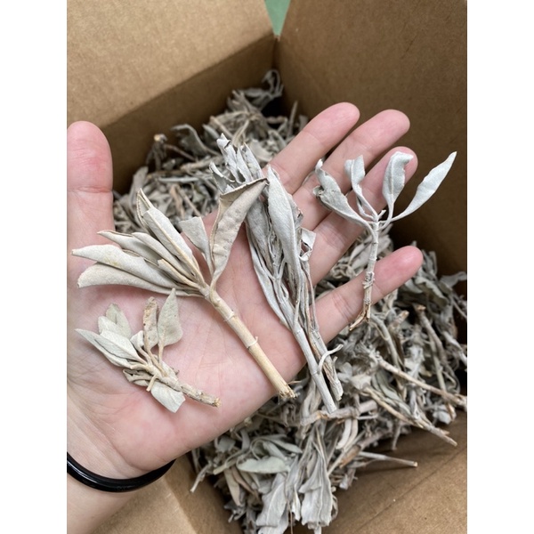 LÁ WHITE SAGE XÔ THƠM đốt xông thanh tẩy Juniper Ridge từ California,Mỹ - White Sage Loose Leaves for Cleansing/ Burning