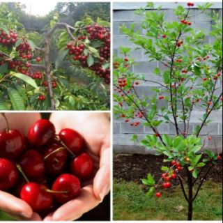 Cây cherry
