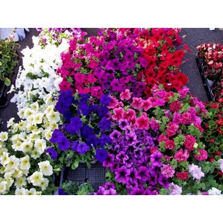 Hạt giống dạ yến thảo rủ F1 - 20 hạt