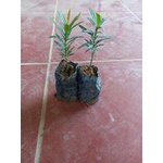 COM BO 5 CÂY TÙNG LA HÁN (vạn niên tùng)# 25k