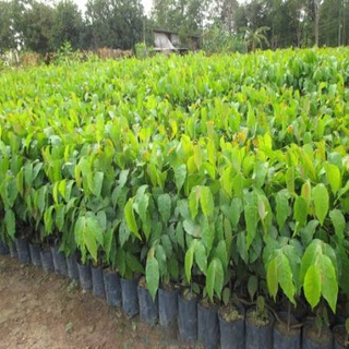 Cây gỗ sao đen giống