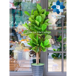 Cây Giả 🌺 Cây Bàng Thân Gỗ, Cây Bàng Singapore