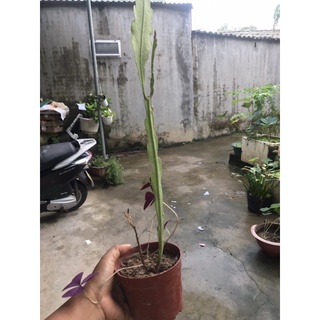 Nhật quỳnh vàng tuyền