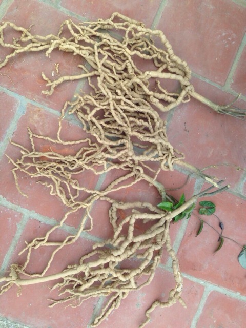 1KG BA KÍCH TÍM QUẢNG NINH HÀNG CHỌN ( LOẠI A1 ) | BigBuy360 - bigbuy360.vn