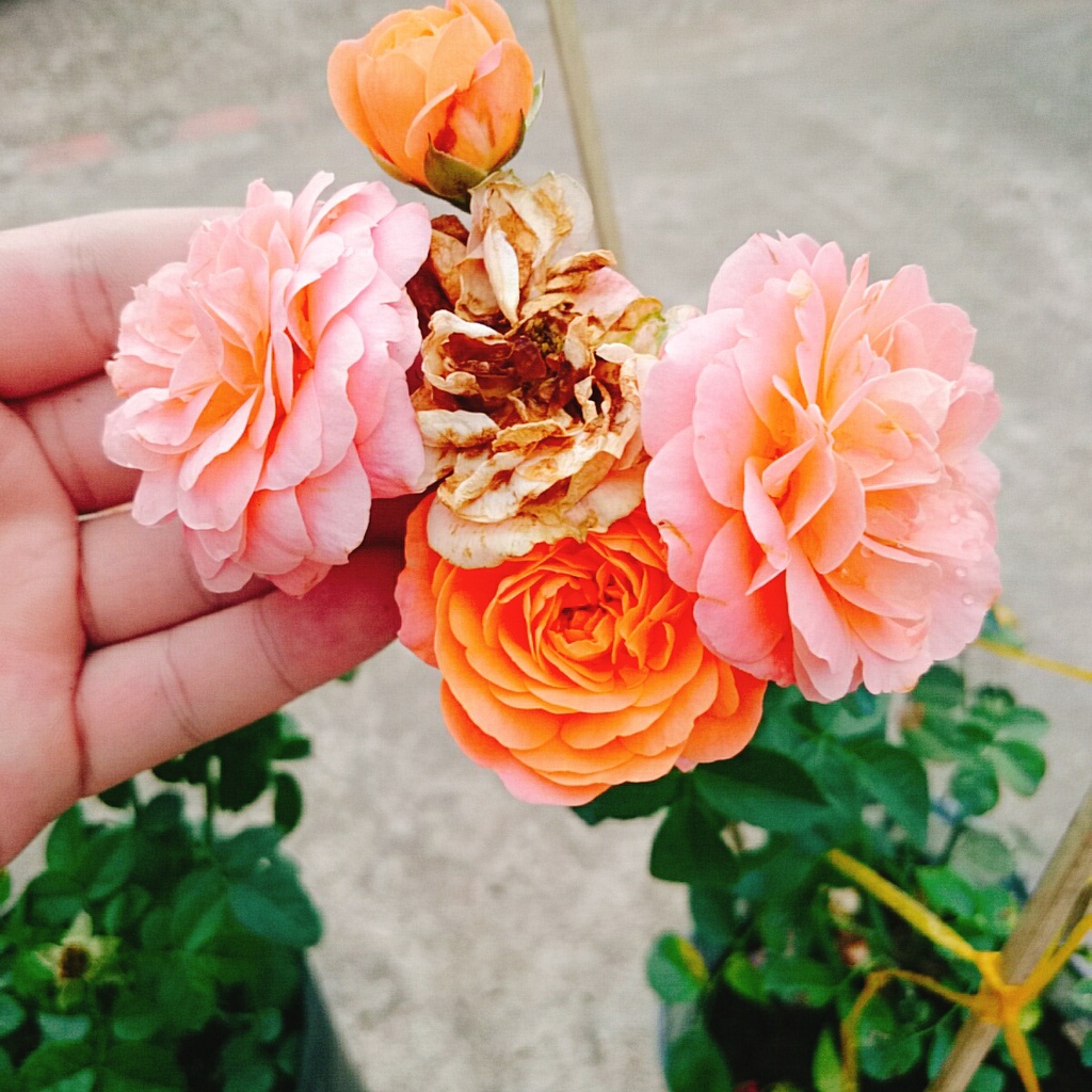 Hoa hồng Tezza màu cam cá hồi, kích thước, cây có nụ hoa