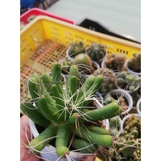 Xương rồng chuối