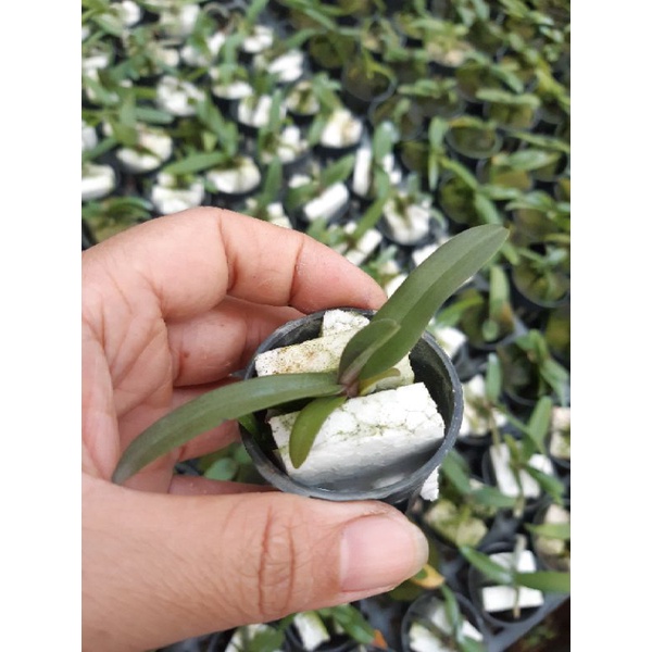 Ngọc Điểm  hay nghinh xuân Buôn Đôn