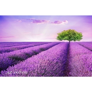 Tranh canvas dán tường "Tranh hoa lavender"