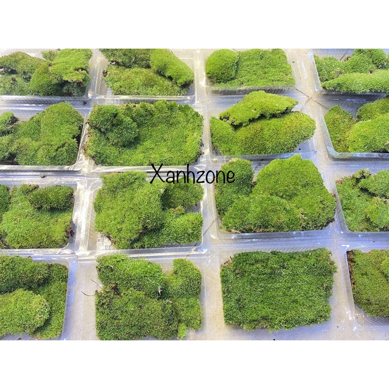 Rêu cỏ, rêu siêu bền thích hợp trồng bình terrarium, bán cạn, non bộ, tiểu cảnh, paludarium