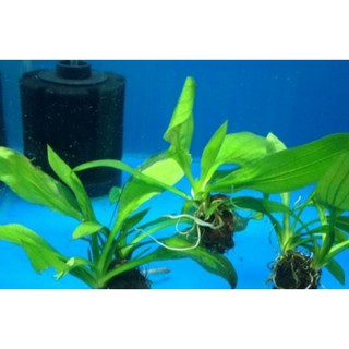 4 cây giống lan nước thủy sinh