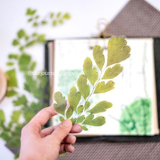Sticker Ép Lá Trang Trí Sổ Tay