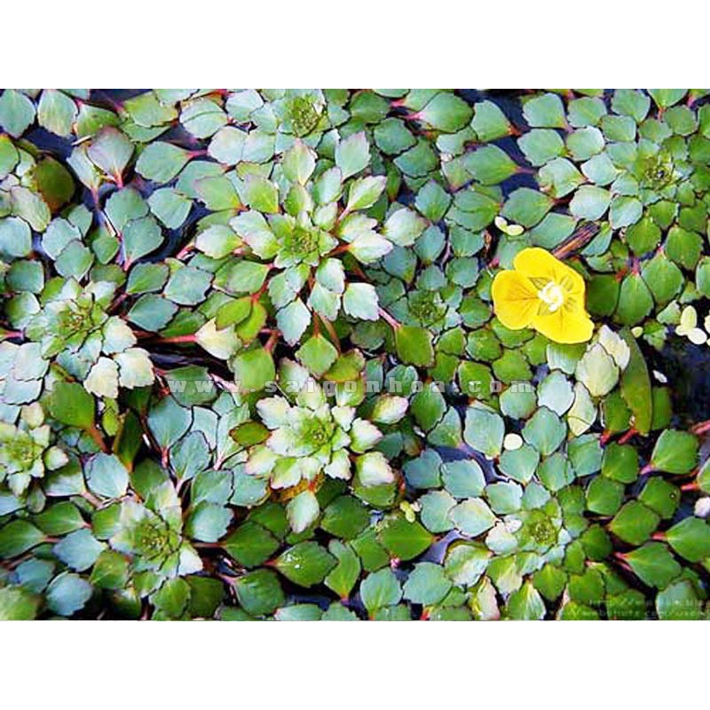 5  CÂY ẤU THÁI THỦY SINH