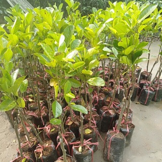 2 mít ruột đỏ choai