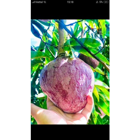 Cây Giống Na Nê