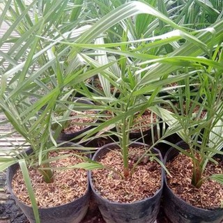 Cây Chà Là Giống