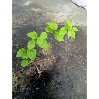 Cây giống bong giấy đỏ hồng.shop mới bán đơn từ 100k tặng cây giống