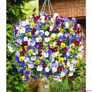 Hạt giống hoa Viola mix [CHẤT LƯỢNG]