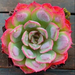 Echeveria Raindrops (Thịt Bò) tỉa rễ trước khi giao