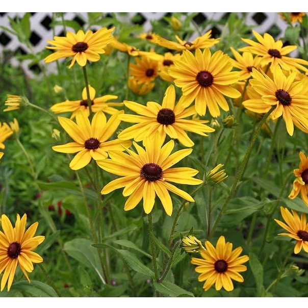 Hạt giống HOA CÚC VÀNG Calendula Pacific Beauty Mix (Calendula officinalis) Hoa không biến đổi gen