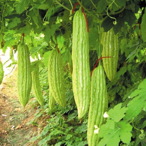 Hạt Giống Mướp Đắng (Khổ Qua) Siêu Trái F1 [ gói 100gram,200gram,500gram]