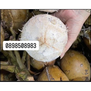 DỪA XIÊM Tươi BẾN TRE combo 12 trái