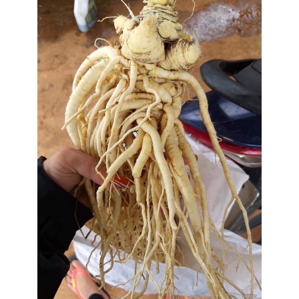 Đương quy khô 100 gram