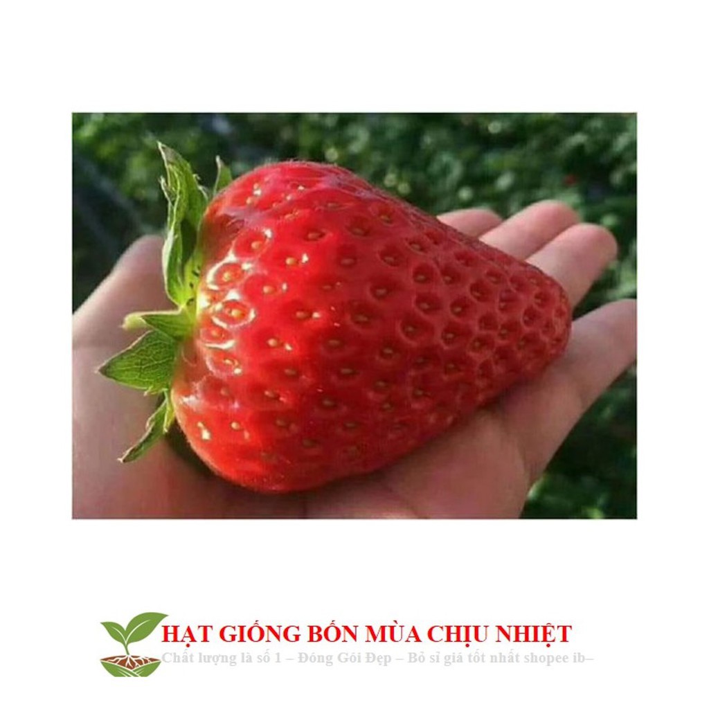Gói 50 Hạt giống Dâu tây Đỏ QUẢ SIÊU TO và NĂNG SUẤT QUẢ SIÊU TO và CHỊU NHIỆT F1