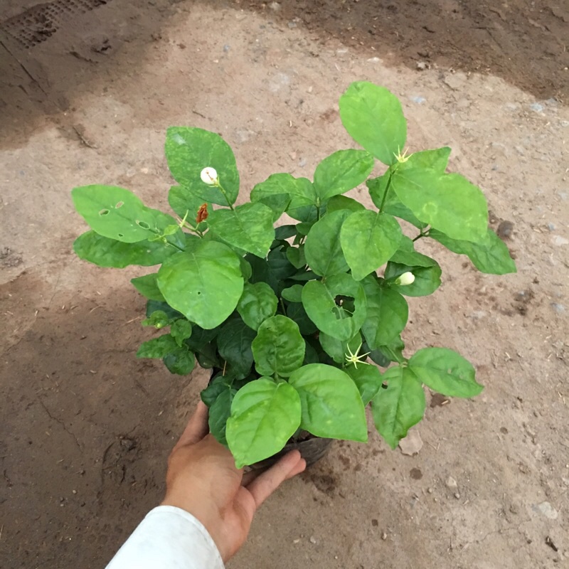 Cây hoa nhài ta  – Loài hoa với hương thơm nồng nàn ,cây cao 20-25cm