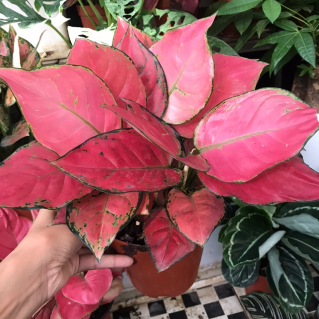 Cây hồng phát lộc