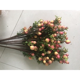 hoa giả,lựu nhỏ