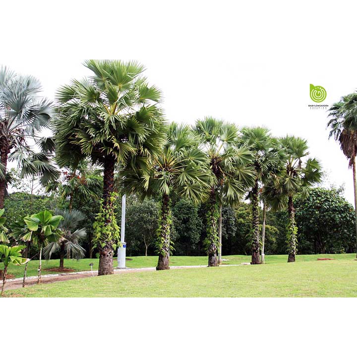 THỐT NỐT SẤY DẺO KHÔNG ĐƯỜNG 500GR