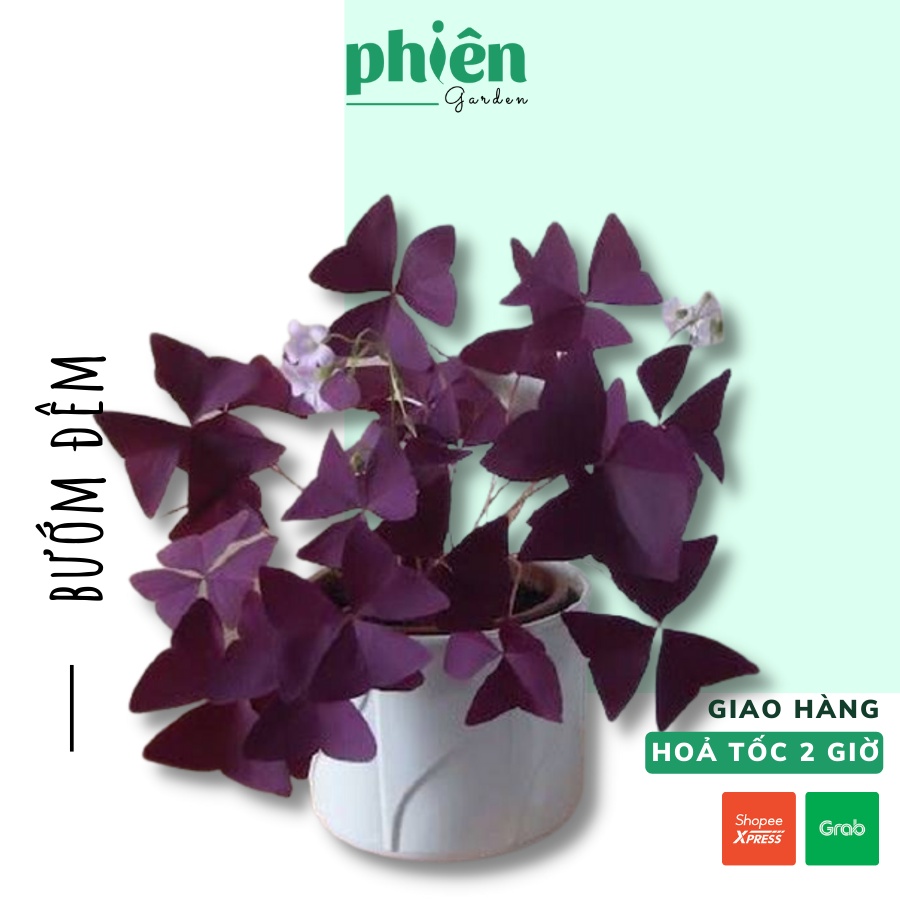 Cây Bướm Đêm Oxalis Triangularis, cây chua me đất lá tím kèm chậu gốm