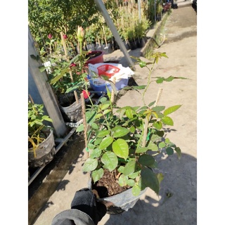 Hồng 2 da Sa Đéc