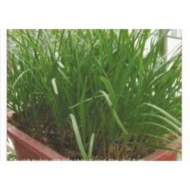 HẠT GIỐNG HẸ TA GÓI 10G