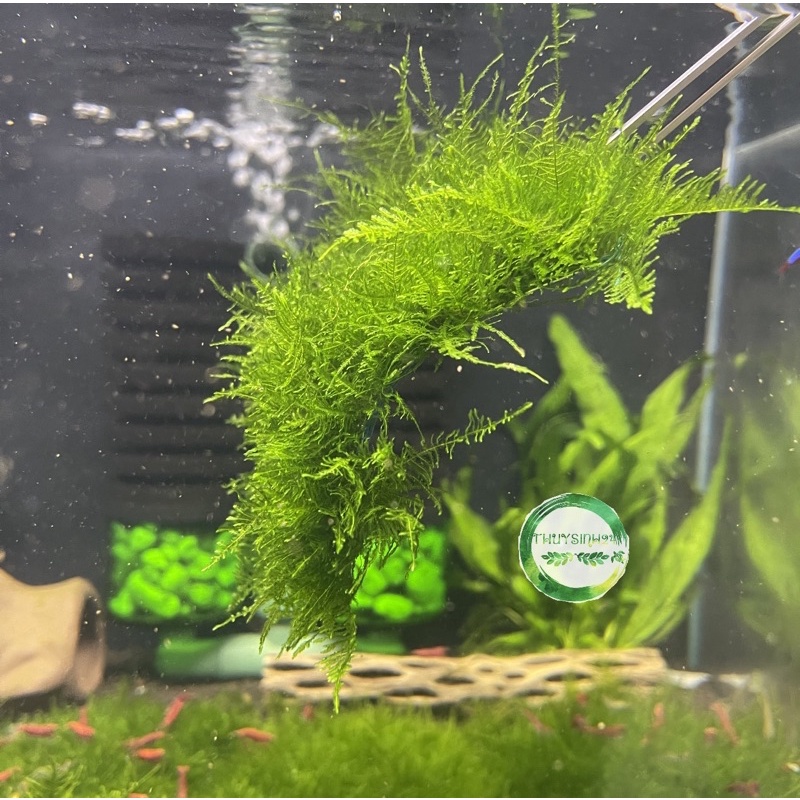 Rêu mini spinky - rêu thuỷ sinh - dán đá - dán lũa dễ trồng không cần co2