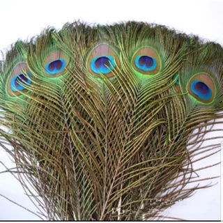 Lông công thật 80cm