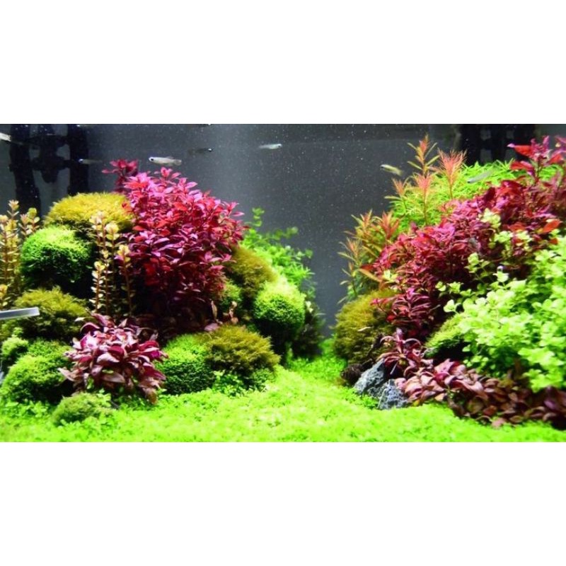 Cây thủy sinh huyết tâm lan mini