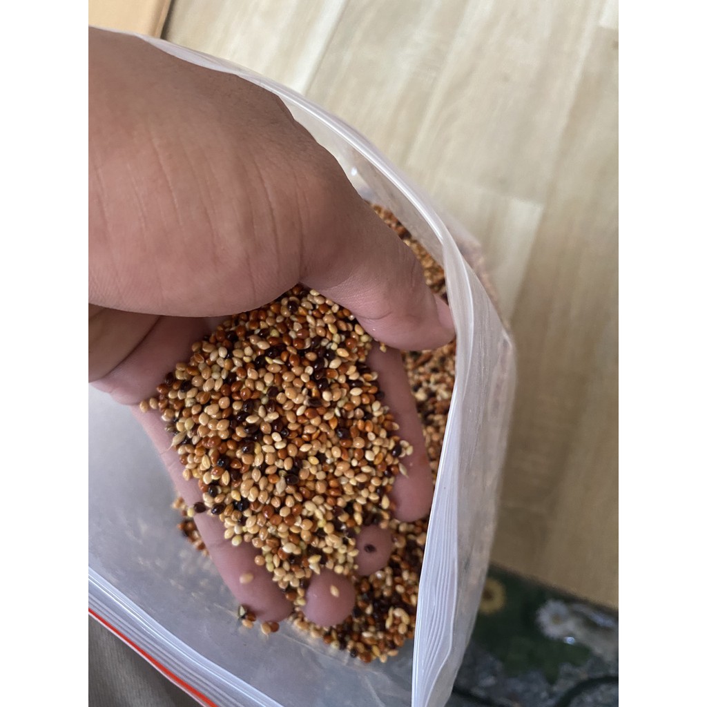 2 kg Hạt cỏ thái cho chim cu ăn cực sung, đảm bảo nhiều chất dinh dưỡng