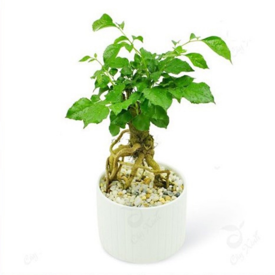 Cây Hạnh Phúc bonsai để bàn kèm chậu gốm.