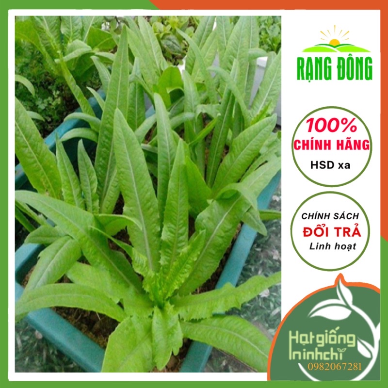 Hạt giống  Rau Diếp Thơm RADO, gói 10g, rau củ quả Rạng đông trồng ban công, sân thượng