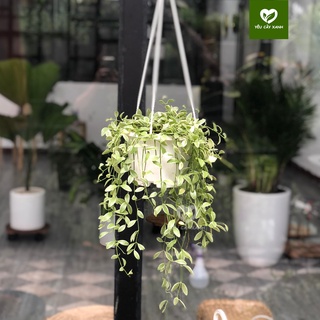 Cây Lan Hạt Dưa Treo để ban công, cửa sổ nơi nhiều sáng dễ chăm sóc
