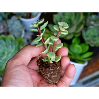 Sen đá dola trắng mini 2-3cm siêu đáng yêu