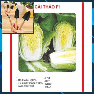 Hạt giống cải thảo 0,5gram tặng bộ làm vươn mini